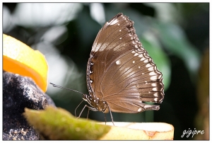 270f2991c7effd92e3796a73c4b2f1b4_farfalla-macro-natura-canon-40d-canon-eos-40d-gigipre-100-macro-casa-farfalle          